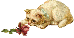 kitty playing with flower